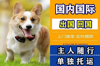庆阳市宠物托运公司庆阳市宠物托运公司庆阳市宠物托运公司
