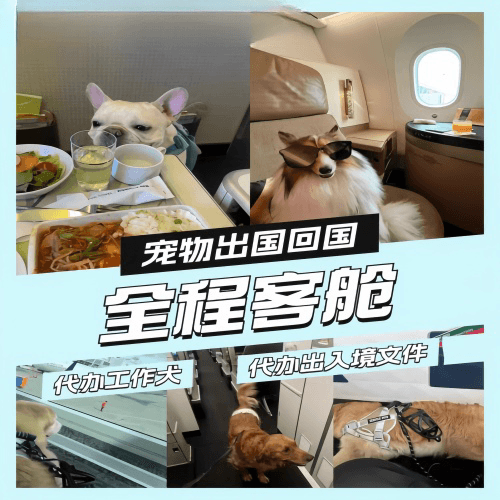 庆阳市宠物托运到白俄罗斯宠物入境规定和要求