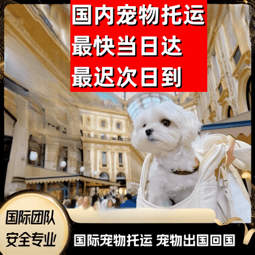 庆阳市到澳大利亚（澳洲）宠物入境规定和要求